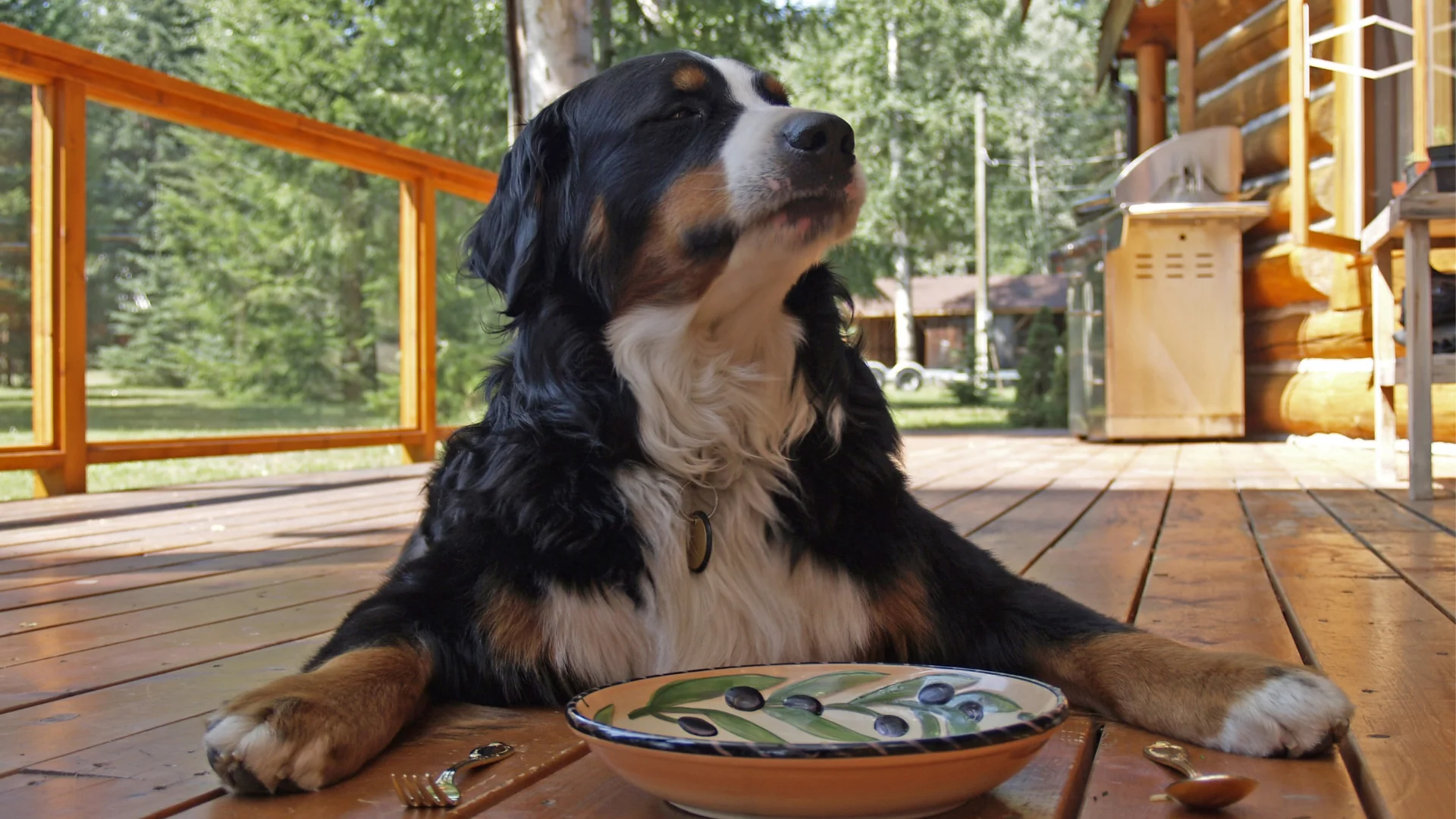meu cachorro nao quer comer
