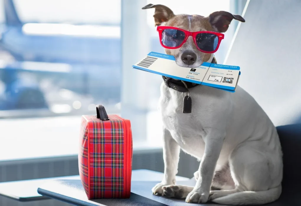Airlines, Que Permitir a las Mascotas: How to Choose the Best One to Viajes con Tu Peludo Amigo Airlines, Que Permitir A Las Mascotas