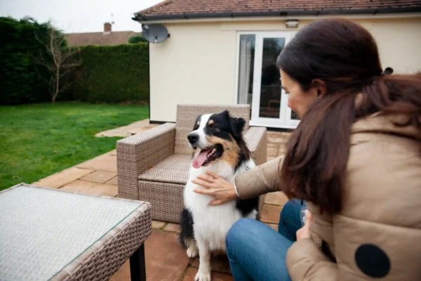 Location Saison est un hôtel acceptant les Animaux domestiques: Le Guide de référence pour de Parfaites Vacances avec Sa Meilleure Amie Location Saison est un hôtel acceptant les Animaux domestiques