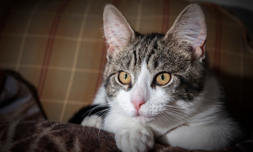 como acostumar o gato a usar caixa de areia