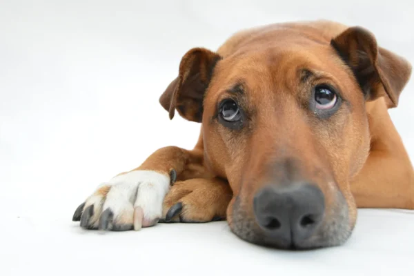 ¿Cómo puede Saber si su Perro Está en el Dolor: los Principales Síntomas de la enfermedad ¿cómo puede saber si su perro está en el dolor